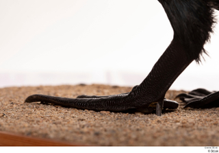 Double-crested cormorant Phalacrocorax auritus foot 0010.jpg